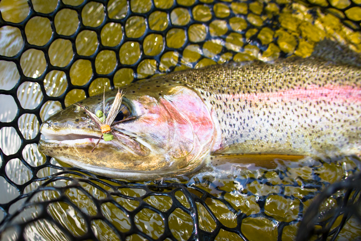 Dry Fly - Hawkins Outfitters - Northern Michigan Fly Fishing and
