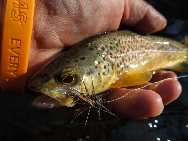 Learn how to tie up double dry fly rigs - Hawkins Outfitters - Northern  Michigan Fly Fishing and Wingshooting