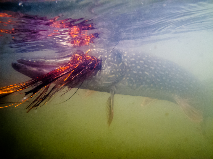 Pike - Hawkins Outfitters - Northern Michigan Fly Fishing and Wingshooting