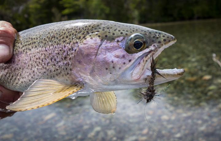 Patagonia Project Fish - Tough Conditions Fly Fishing Rainbow & Brown Trout  in Patagonia 
