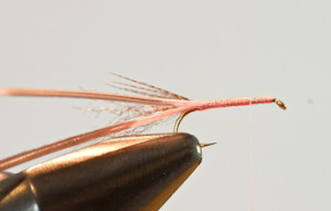Hendrickson mayfly