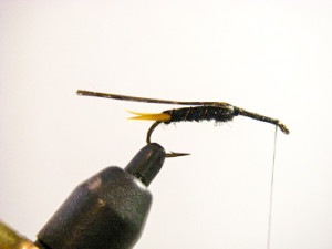 black stonefly nymph