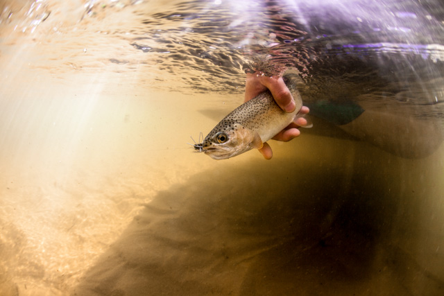 Pine River - Hawkins Outfitters - Northern Michigan Fly Fishing and Wingshooting