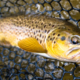 Manistee River Trout fishing