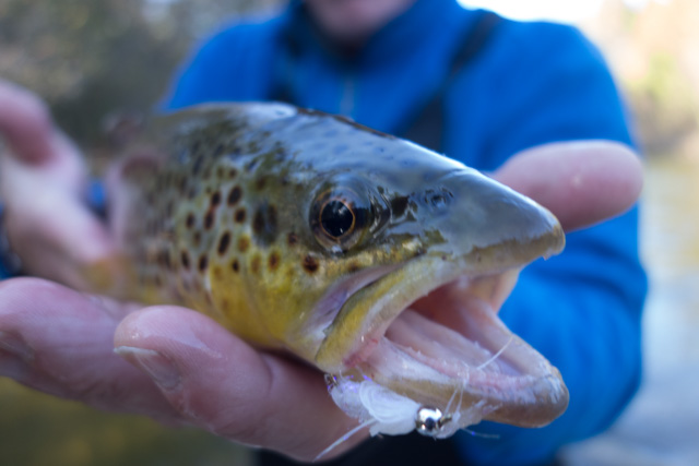 Manistee River Trout fishing | Upper Manistee | Northern Michigan Trout