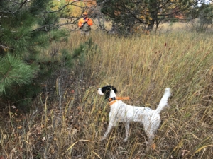 English Setter Pointing Grouse