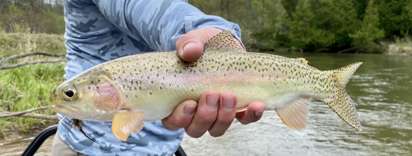 Pine rainbow trout