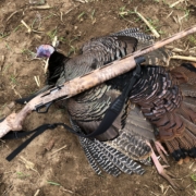 turkey with shotgun