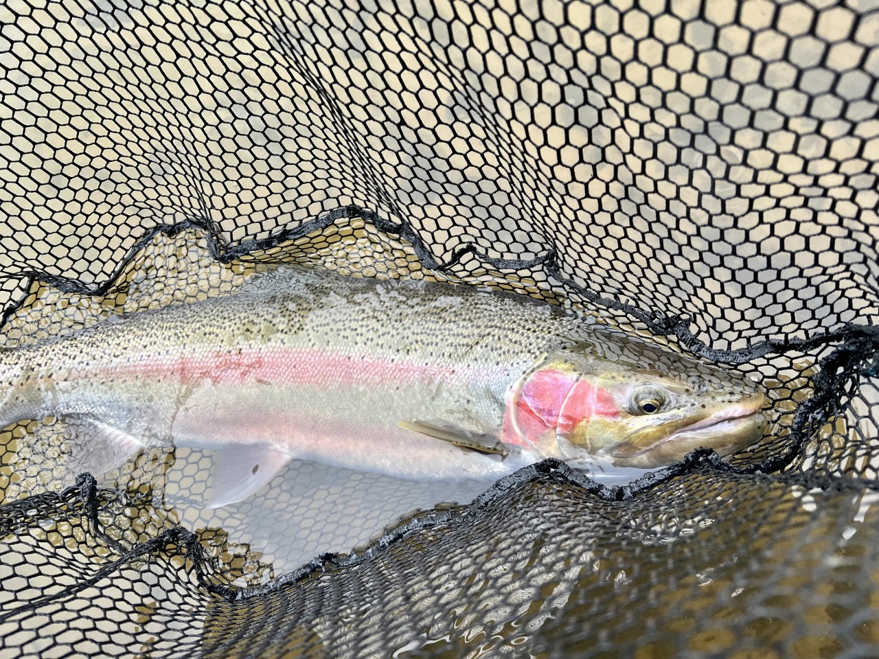 Spring Steelhead – Times have Changed - Hawkins Outfitters