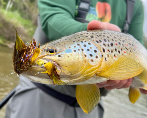 Pine River – Secret Trout Water - Hawkins Outfitters - Northern Michigan  Fly Fishing and Wingshooting